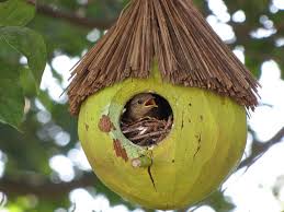 Coconut Bird Houses